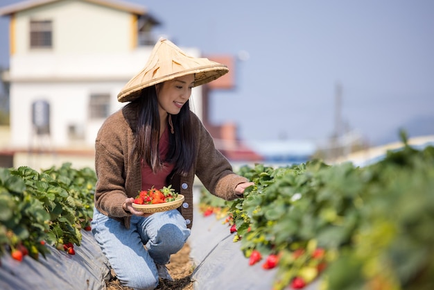 Woman visit organic strawberry farm and pick strawberry in the field