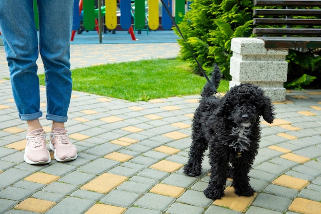 黒いトイプードルの子犬を歩く女性