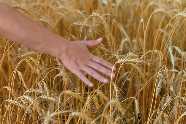 Woman walking through field and touches ripe wheat Hand touching crops in field close up