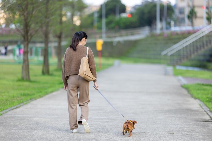 Photo 公園でダックフンドの犬と歩いている女性