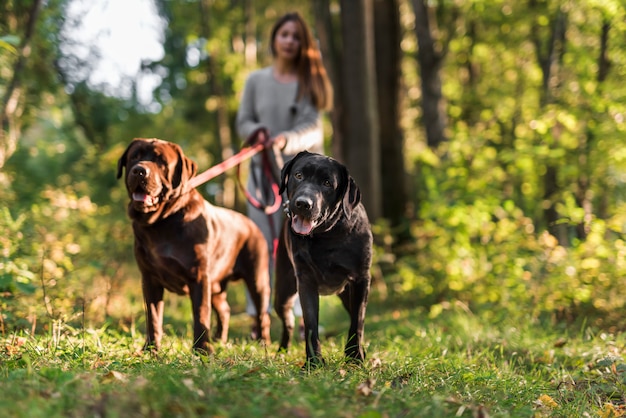 Foto donna che cammina con i suoi due labrador nel parco