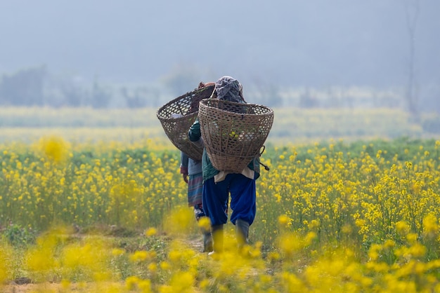 A woman walks through a field of yellow flowers with baskets on her back.