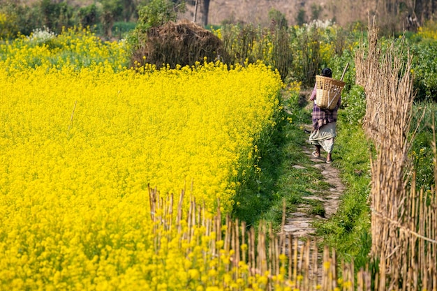 A woman walks through a field of yellow flowers