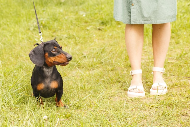 女性は女性の足の近くの公園ダックスフントにひもにつないで犬と一緒に歩く