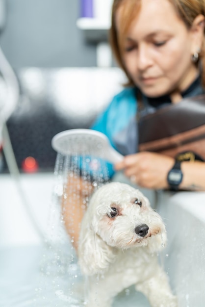 Woman washing a dog in a bathtub in a pet salon