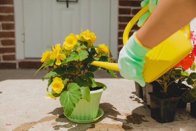Woman watering begonia flowers in a pot closeup Home plants green house lifestyle