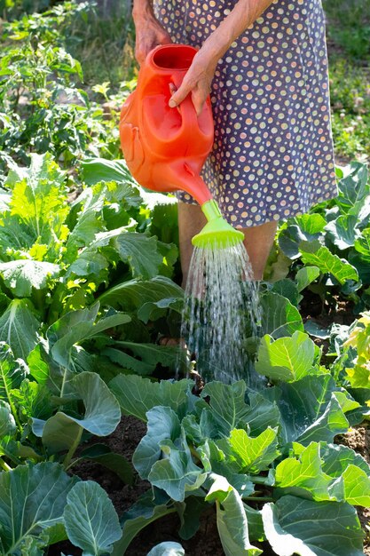 庭の水まき缶で庭のベッドの上のキャベツに水をやる女性