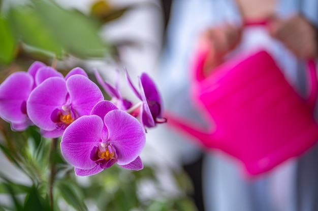 水まき缶を使用して家の植物に水をまく女性。自宅で蘭の花に水をまく