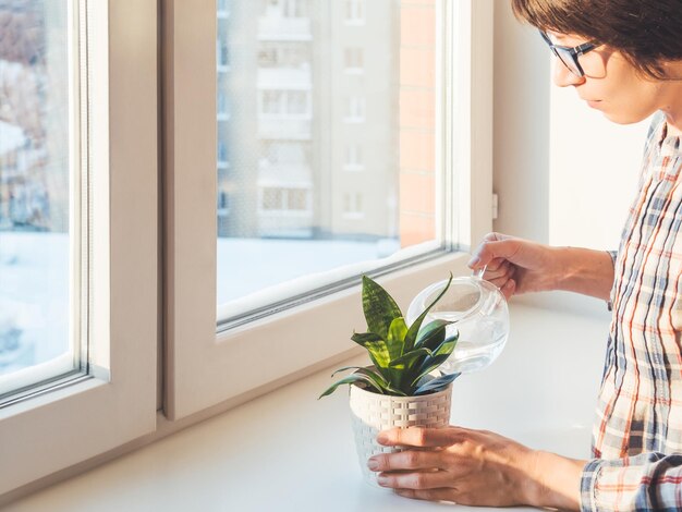 Photo woman watering sansevieria succulent plant in flower pots botanical hobby gardening at home