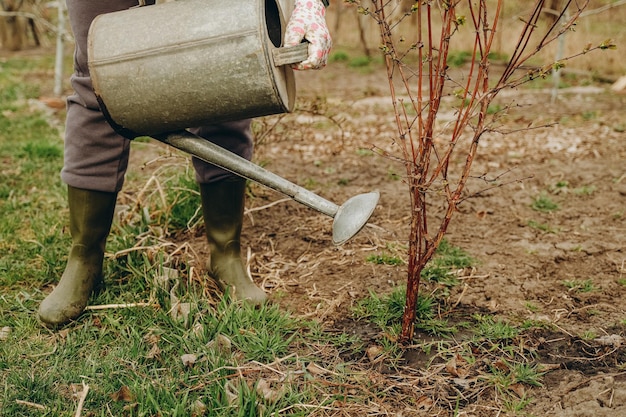 Woman watering a young tree in the garden in spring Closeup watering a young garden Garden care in spring