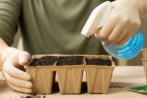 A woman waters vegetable seeds in peat pots Growing plant seedlings in pots home hobby