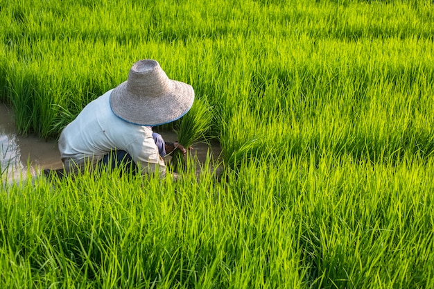 Woman wearing hat removing green seedlings preparing for planning rice