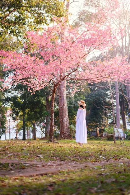 Donna in abito bianco che sembra bellissimo albero di fiori di ciliegio in fiore al tramonto rosa sakura stagione dei fiori