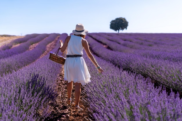 A woman in a white dress in a summer lavender field with a hat and a basket