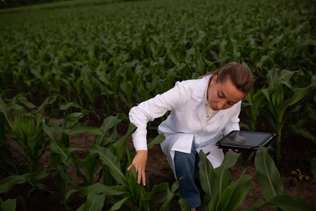 A woman in a white lab coat is standing in a corn field and looking at a tablet.