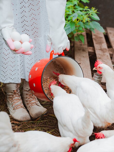 Donna guanti di gomma bianca, raccogliendo uova alimentando il grano dalla pentola rossa ai polli ruspanti dal pollaio.