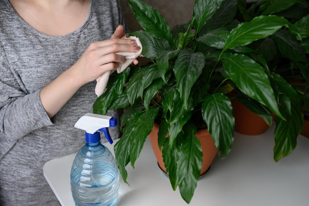 A woman wipes the leaves of a houseplant with a damp soft cloth Spathiphyllum The concept of floricultureplant care