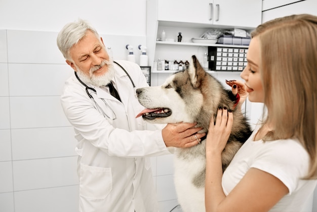 Woman with alaskan malamute on examination in vet clinic.