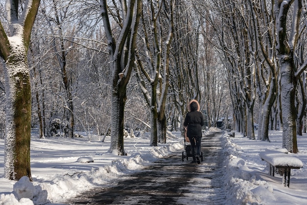 A woman with a baby stroller walks along a snow-covered alley of a city park. Unidentified woman with her back to the viewer in the distance in a jacket with a hood. Snow forest alley.