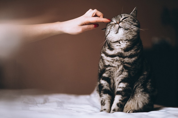 ベッドで猫を持つ女性