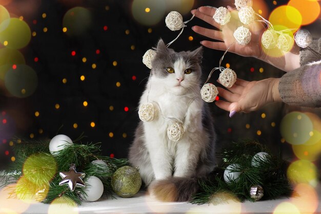 家のクリスマスツリーの近くに猫を持つ女性猫は彼の愛人がクリスマスの花輪で部屋を飾るのを助けますヴィンテージスタイルのカードデザイン