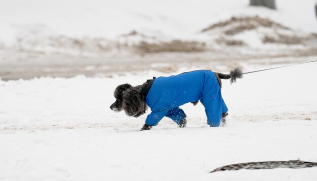 Foto donna con il cane sulla spiaggia durante l'inverno