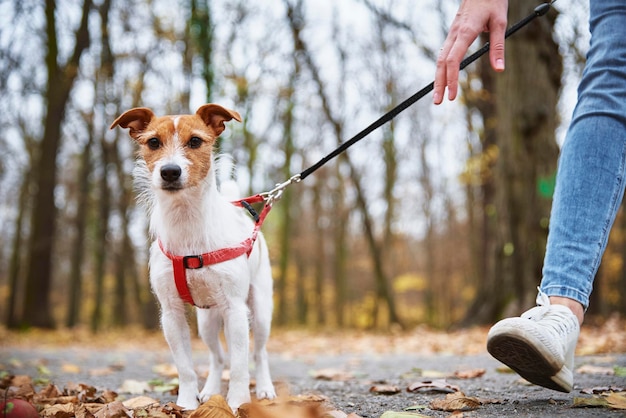 秋の公園で犬の散歩をする女性