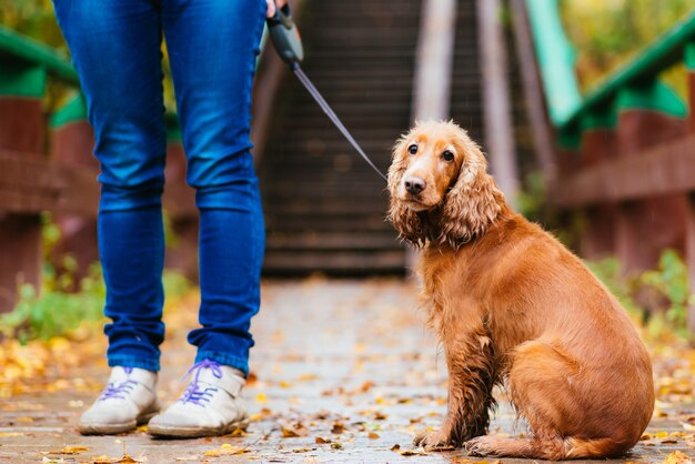 Donna con il cane che cammina nel parco di autunno