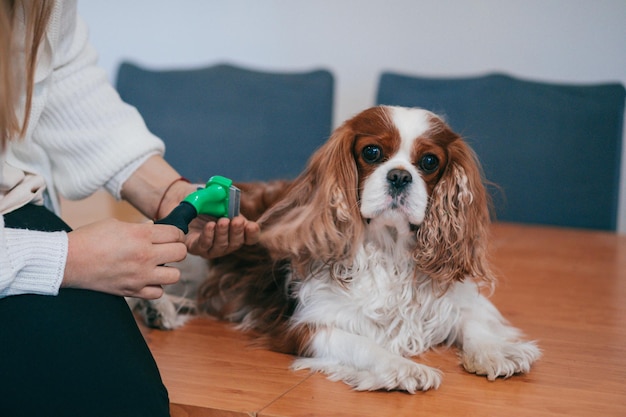 Woman with furminator disassembles hair on dog\'s ears. cavalier\
king charles spaniel. dog care.grooming. shearing of wool.\
beautiful ears. hygiene and health. groomer tools.