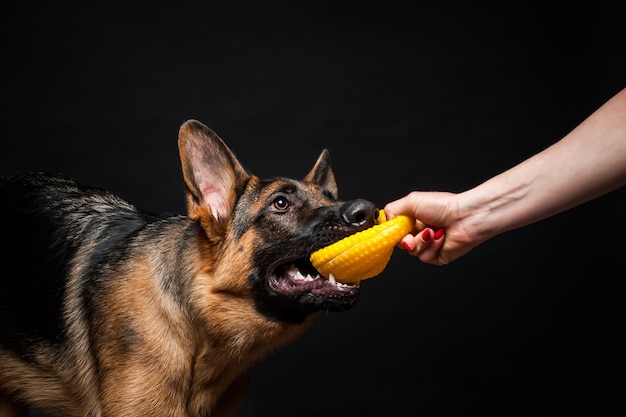 ジャーマンシェパードの子犬の黄色いおもちゃを持つ女性