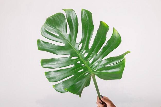  Woman with green leaf. Isolated on a White Background.