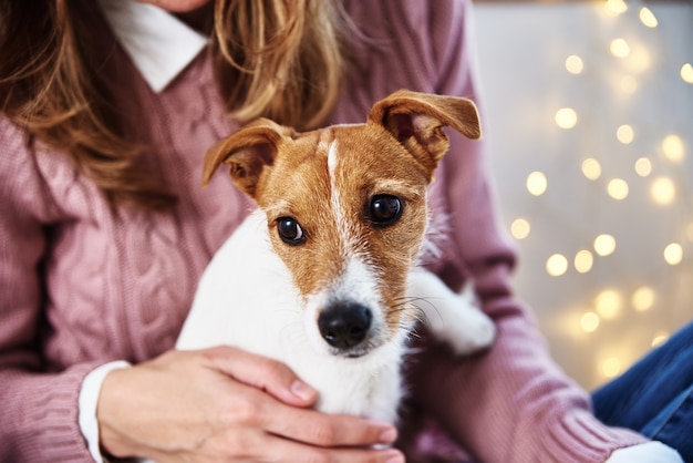 ペットの犬がリラックスしている女性