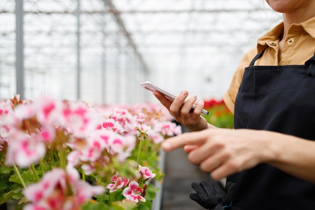 Woman with phone in hand counting flowers in a greenhouse