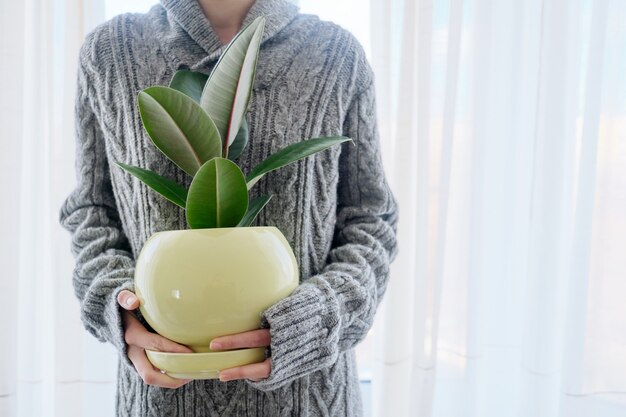 Woman with potted home plant in hands, close up of houseplant tree rubber ficus, white background, copy space