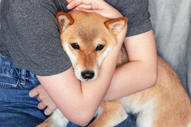 A woman with red hair tightly hugs a cute red dog Shiba Inu sitting on her lap at home Closeup