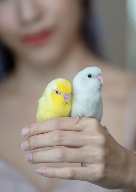 Donna con piccolo uccello giallo e bianco forpus pappagallo