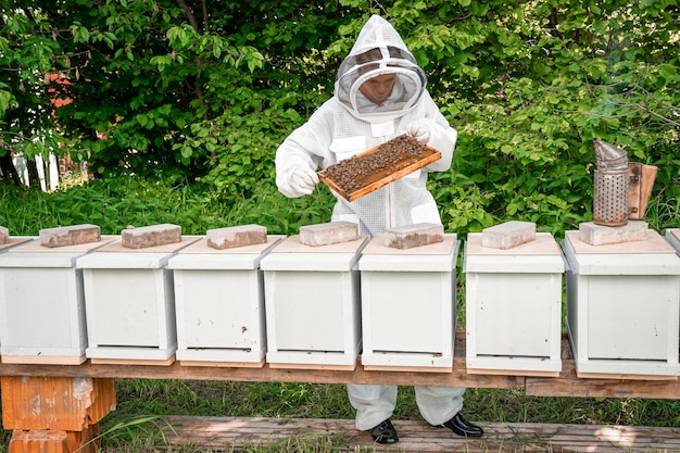 Woman with a wax frame with bees in beekeeping