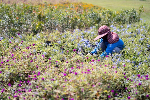 Foto donna che lavora in mezzo a piante da fiore sulla terraferma