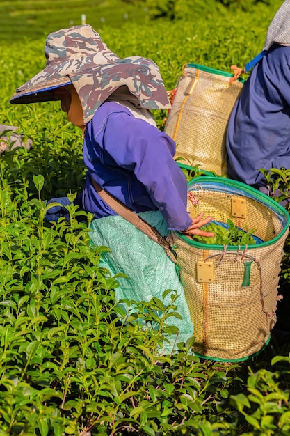 Woman working in green tea plantation in the morning, Chiang Rai, Thailand