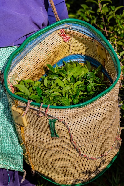 Woman working in green tea plantation in the morning, chiang rai, thailand