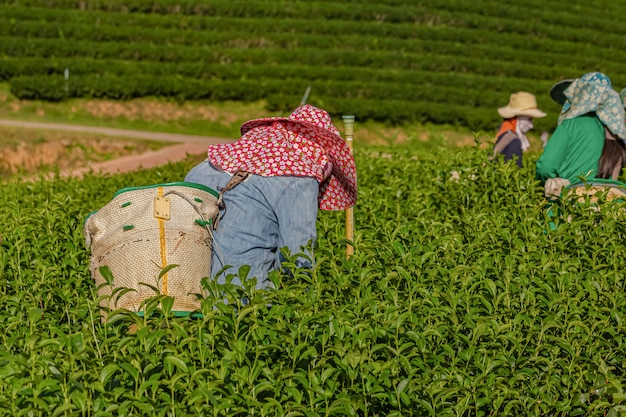 朝、チェンライ、タイの緑茶農園で働く女性