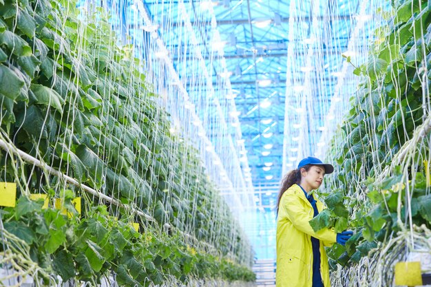 野菜プランテーションで働く女性