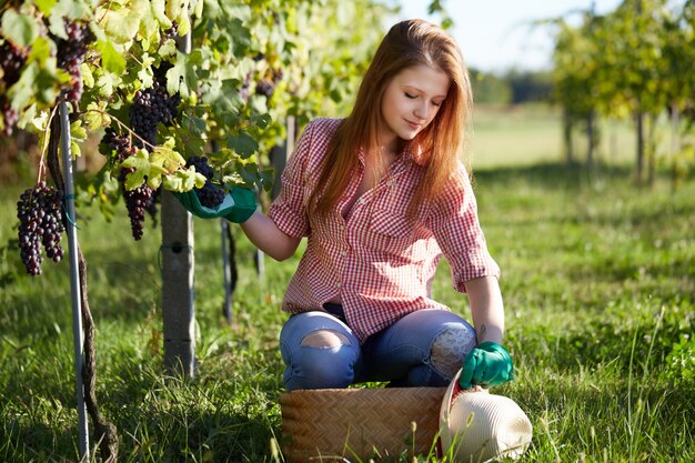 Woman working in a vineyard