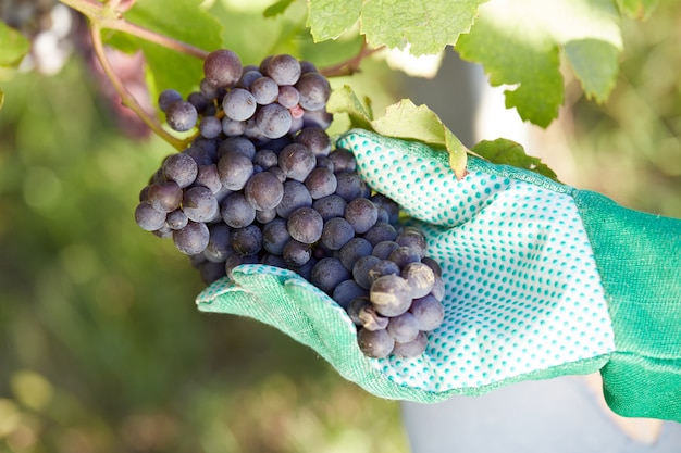 Woman working in a vineyard