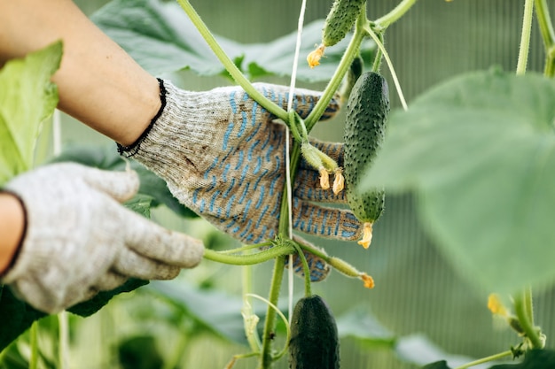Женщина работает весной в фермерской теплице, собирает свежие зеленые огурцы. Выращивание технических овощных культур.