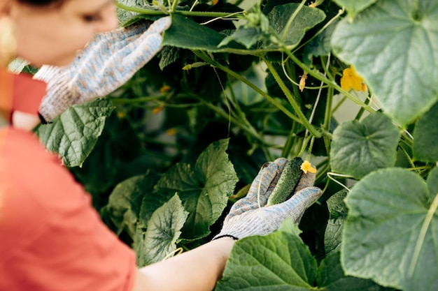 A woman works in a farmers greenhouse in the spring collecting fresh green cucumbers Cultivation of industrial vegetable crops