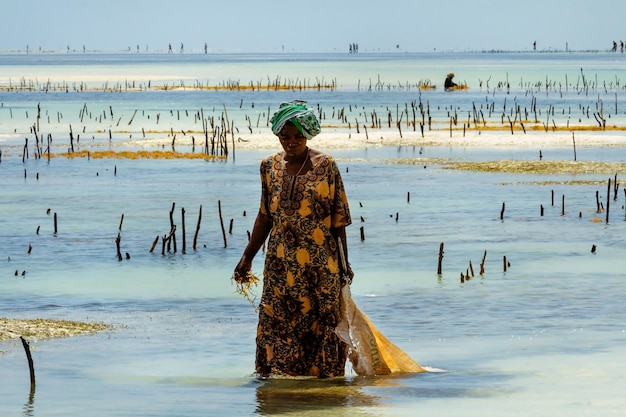 A woman works in a seaweed plantation on the island of Zanzibar, Tanzania.