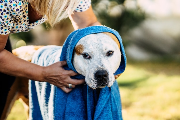 Женщина оборачивает и сушит собаку синим полотенцем в саду