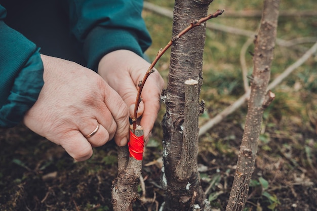 Woman wraps a graft tree with an insulating tape in the garden to detain the damp in it in closeup