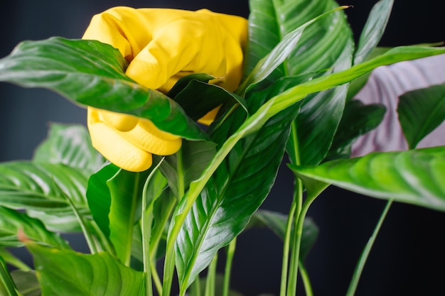 A woman in yellow gloves wipes the dust from the leaves Selective focus Care of indoor plants